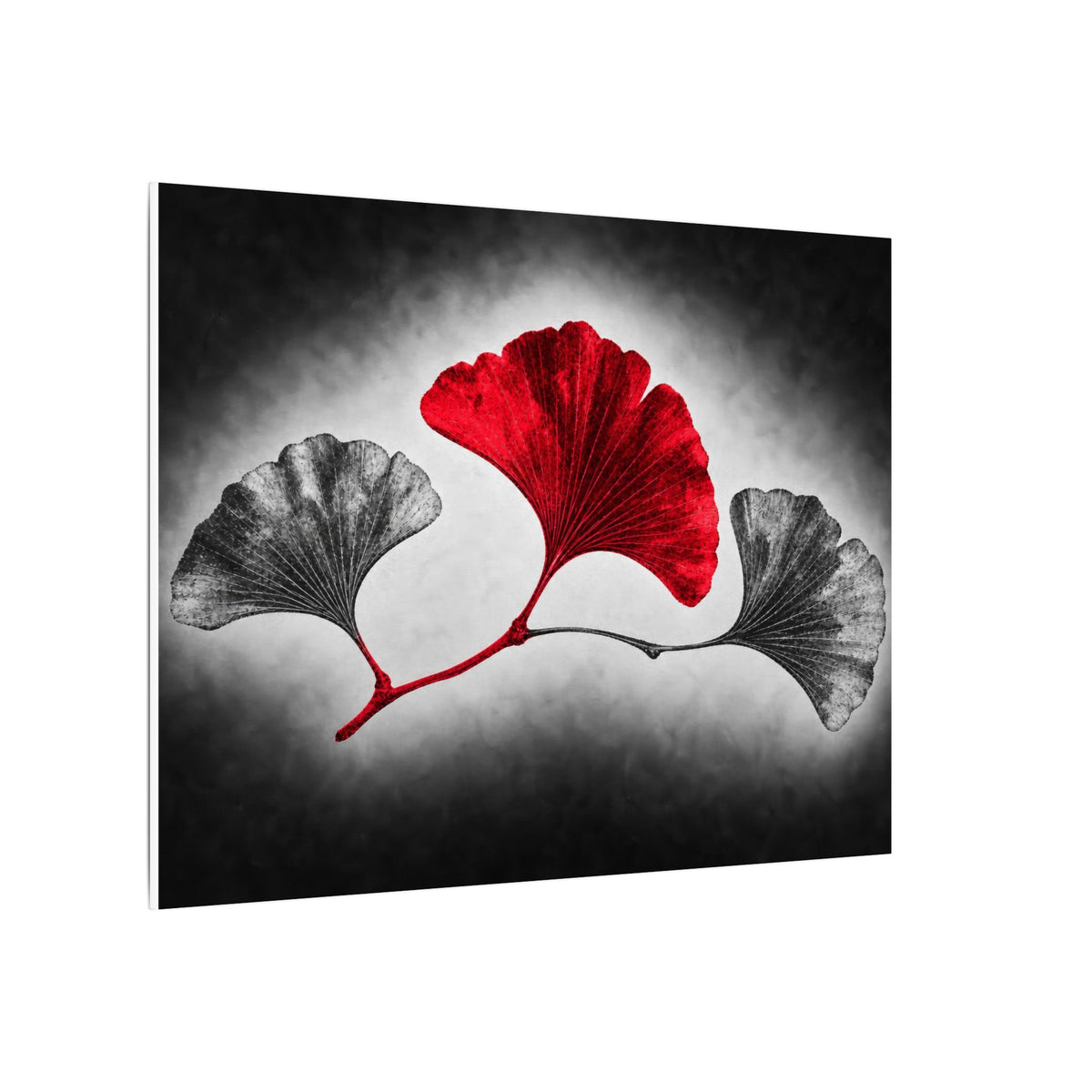 Ginkgo Interval - Doctor's Office Wall Art | Canvas (Landscape)