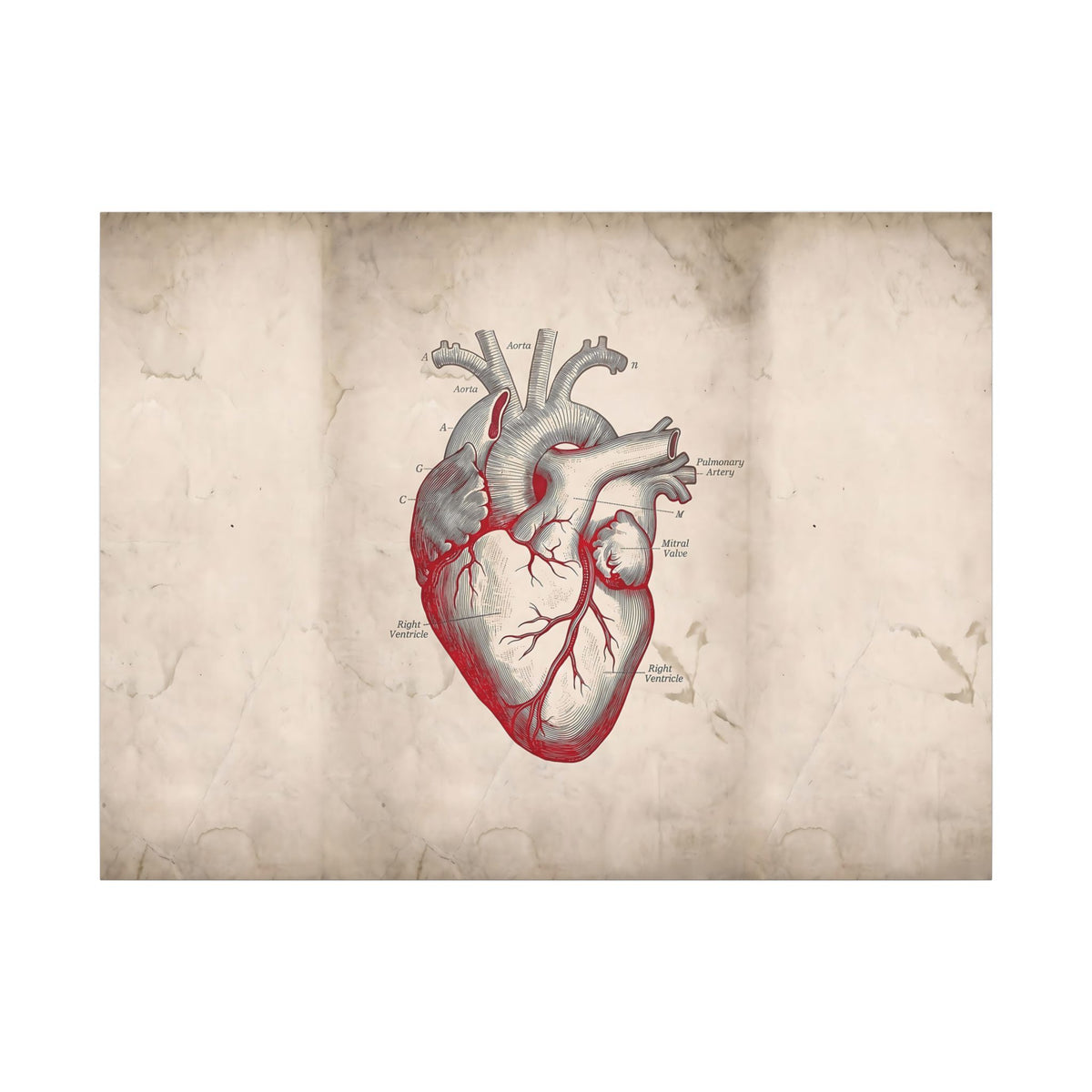 The Anatomical Heart - Wall Art For Doctor Office | Canvas (Landscape)